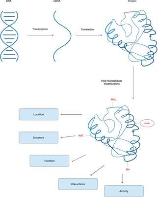 Post-translational modifications and their implications in cancer